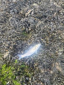 European Bass (Seabass)