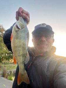 European Perch