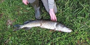 Northern Pike