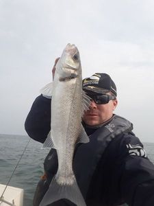 European Bass (Seabass)
