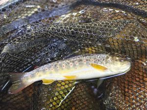Brown Trout