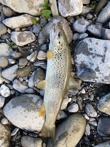 Brown Trout