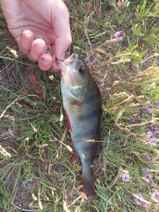 European Perch
