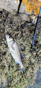 European Bass (Seabass)