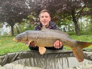 Common Carp