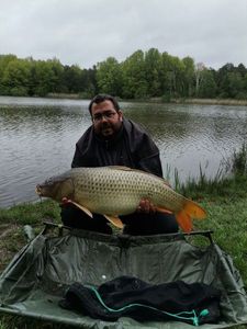 Common Carp
