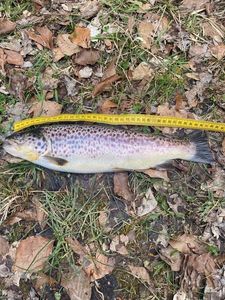 Brown Trout