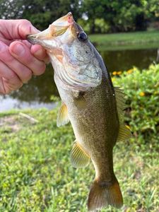 Largemouth Bass