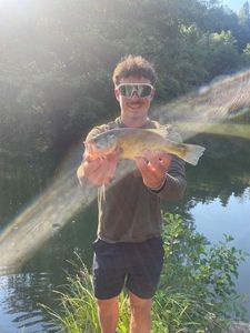 Largemouth Bass