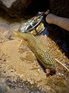 Brown Trout