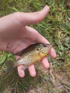 Green Sunfish