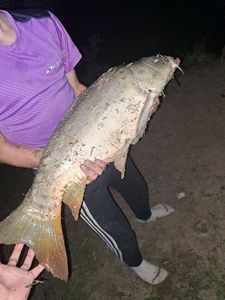 Mirror Carp