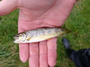 Brown Trout