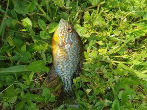 Green Sunfish