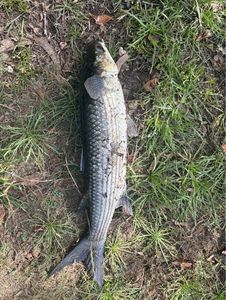 Thicklip Grey Mullet