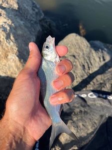 Common Bream