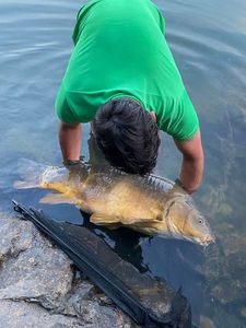 Mirror Carp