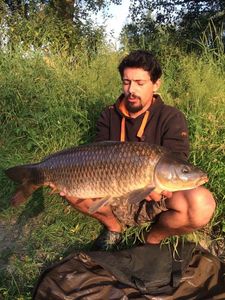 Common Carp