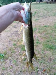 Northern Pike