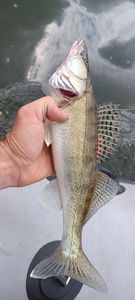 Zander