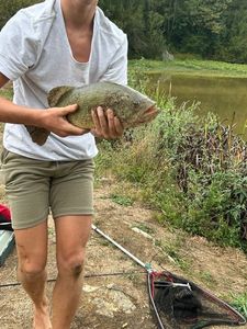 Largemouth Bass