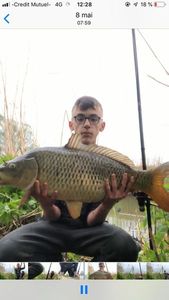 Common Carp