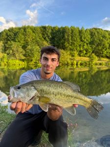 Largemouth Bass