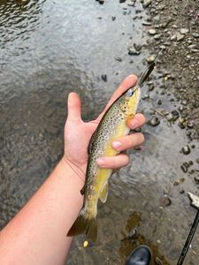 Brown Trout