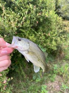 Largemouth Bass