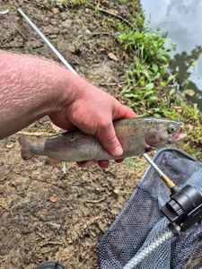 Rainbow Trout