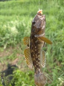 Round Goby