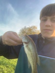 Largemouth Bass