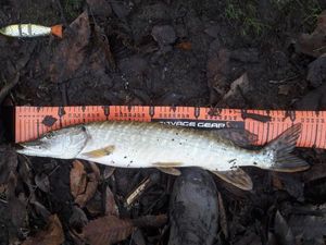 Northern Pike