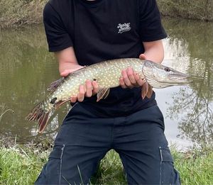 Northern Pike