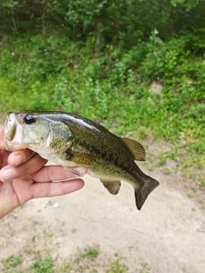 Largemouth Bass