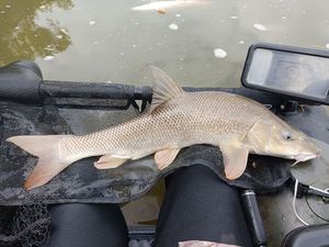 Barbel