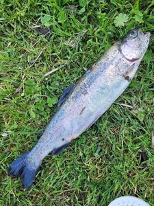 Rainbow Trout