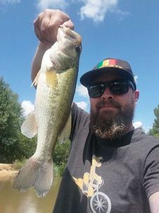 Largemouth Bass