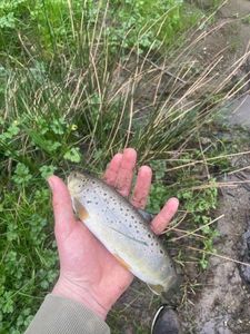 Brown Trout