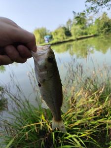 Largemouth Bass