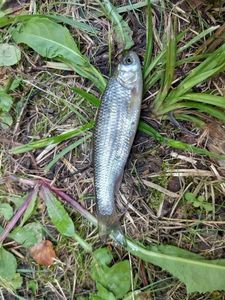 Common Dace