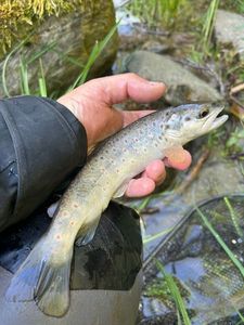 Brown Trout