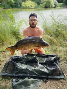 Common Carp