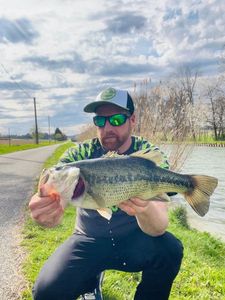 Largemouth Bass