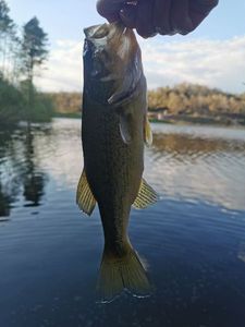 Smallmouth Bass