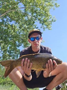 Common Carp