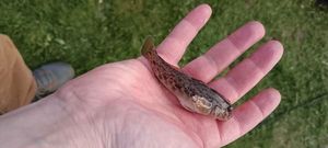 Round Goby