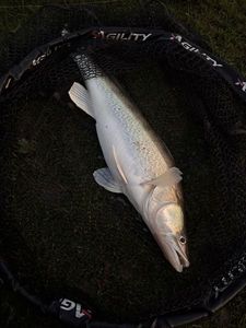 Zander