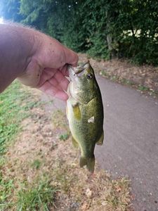 Largemouth Bass