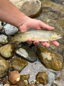 Brown Trout